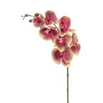 Phalaenopsis ág RT 83cm fukszia/zöld