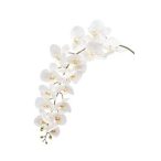 Phalaenopsis szál giant 130cm fehér