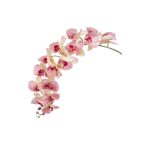 Phalaenopsis ág 130cm - szépség