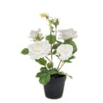 Cserepes rózsa 40cm - Fehér