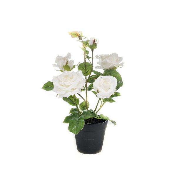 Cserepes rózsa 40cm - Fehér