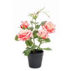 Cserepes rózsa 40cm barack/sárga