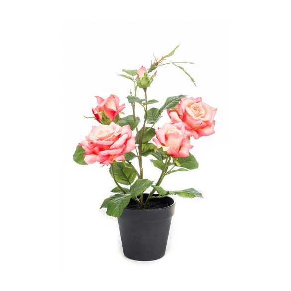 Cserepes rózsa 40cm barack/sárga