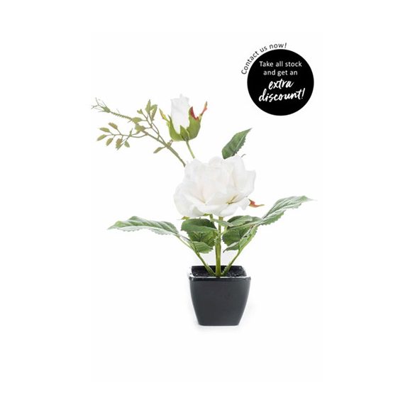 Rózsa x2 25cm - Krém (fekete cserépben)