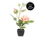 Rózsa x2 25cm - Barack (fekete cserépben)