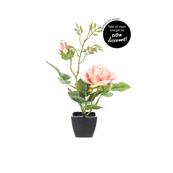 Rózsa x2 25cm - Barack (fekete cserépben)