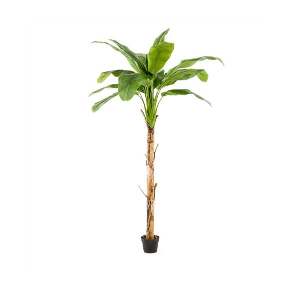 Banánfa 210 cm 15 leveles (cserépben)
