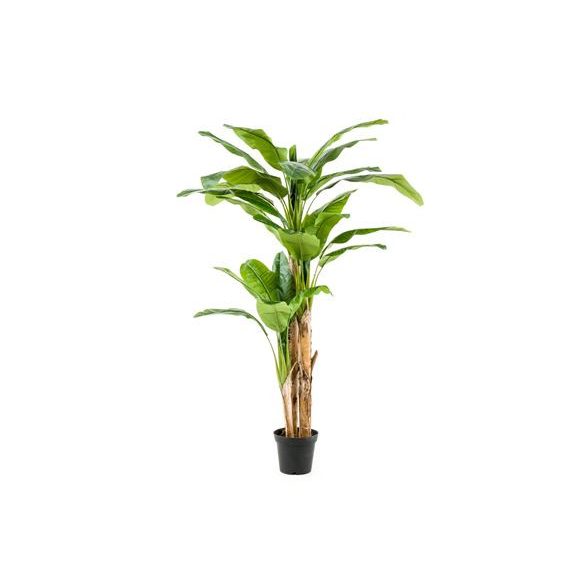 Banánfa 210cm 27 leveles (cserépben) 3szár