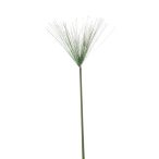 Cyperus haspan ág 115cm