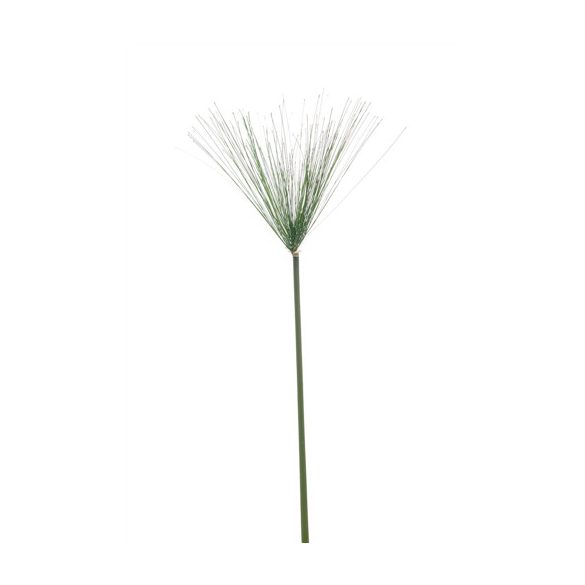 Cyperus haspan ág 115cm