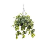   Monstera csöngős bokor h RT 50cm zöld/sárga cserépben d21cm