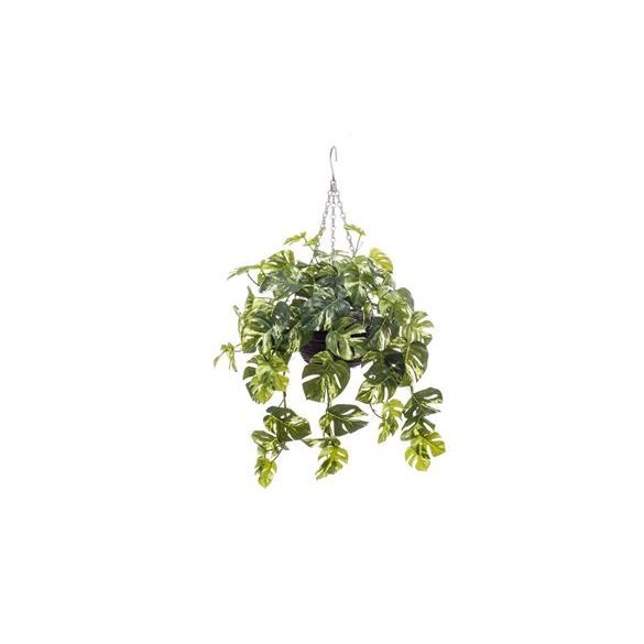 Monstera csöngős bokor h RT 50cm zöld/sárga cserépben d21cm