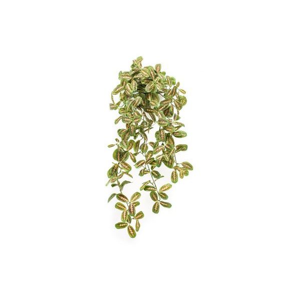 Maranta hanging csüngő bokor 70cm - Sszínes