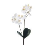 Phalaenopsis mini bokor x2 36cm fehér