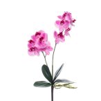 Phalaenopsis mini Bokor x2 36cm fukszia