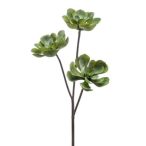 Echveria 3 szál 85cm