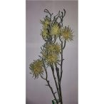 Urchin ág 70cm - Krém