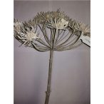 Heracleum szál 43cm bézs