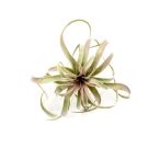 Tillandsia 32cm - Piros/zöld