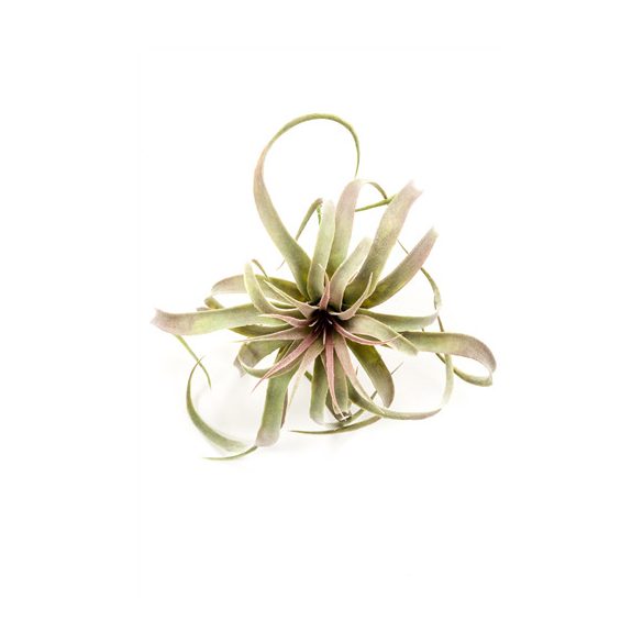 Tillandsia 32cm - Piros/zöld