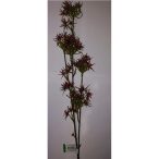 Hamamelis 80cm - Burgundi