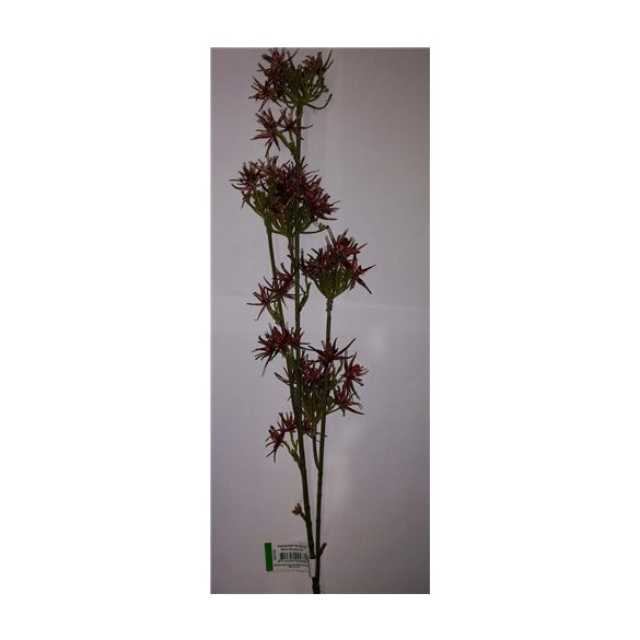 Hamamelis 80cm - Burgundi