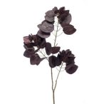 Vörös lombu cserszömörce 85 cm - Burgundi