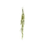 Rhipsalis vine x4 90cm