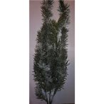 Pine hanging spray 105 cm