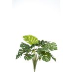 Monstera bokor 60cm / 10 leveles