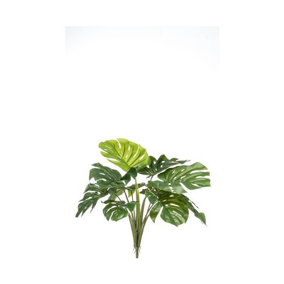 Monstera bokor 60cm / 10 leveles