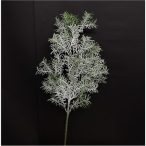 Asparagus szál havas 62 cm