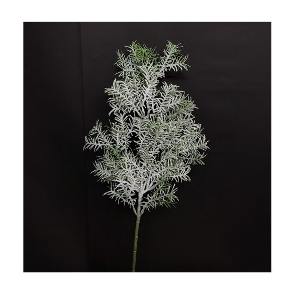 Asparagus szál havas 62 cm