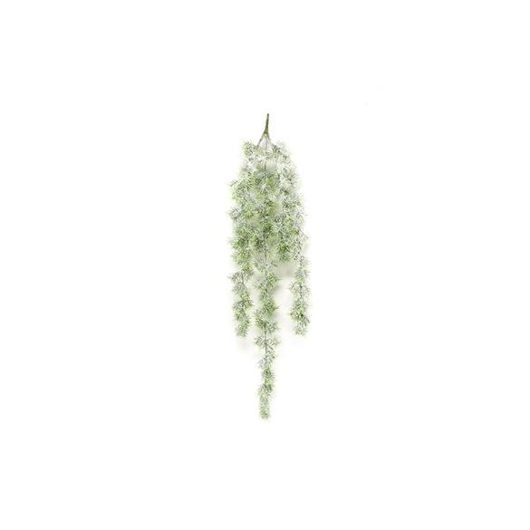 Asparagus hanging bush w snow 90 cm