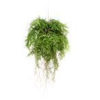 Fern w roots hanging deko d55cm