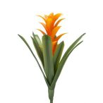 guzmánia narancs 32 cm