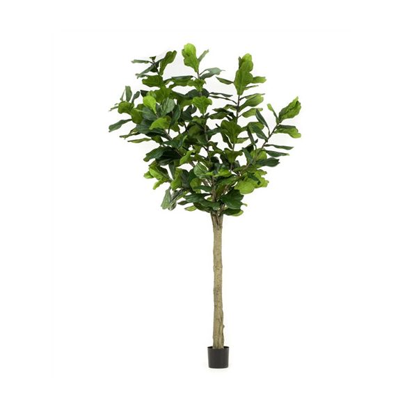 Ficus lyrata tree 300cm (műanyag cserépben)