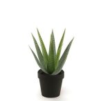 Aloe vera 23cm - Zöld (fekete cserépben 11cm)