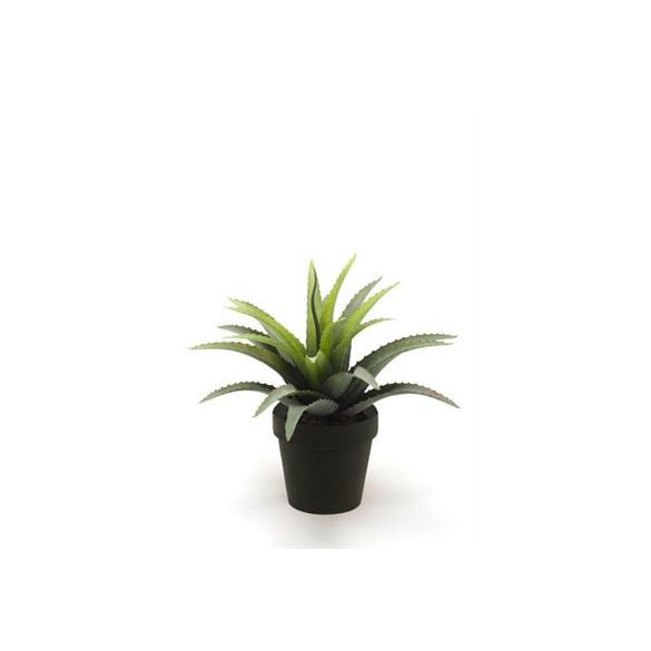 Agave bush 18cm/21 lvs - Szürke/piros (fekete cserépben 11cm)