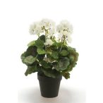 Geranium bokor dubpla 35cm fehér, fekete cserépben 11cm
