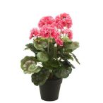   Geranium bokor dupla 35cm rózsaszín, fekete cserépben 11cm