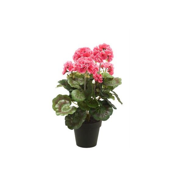 Geranium bokor dupla 35cm rózsaszín, fekete cserépben 11cm