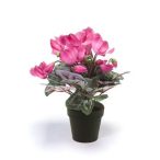 Cyclamen bokor 30cm lila, fekete cserépben 11cm