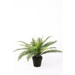 Fern Boston bokor x21 43cm zöld, fekete cserépben 11cm