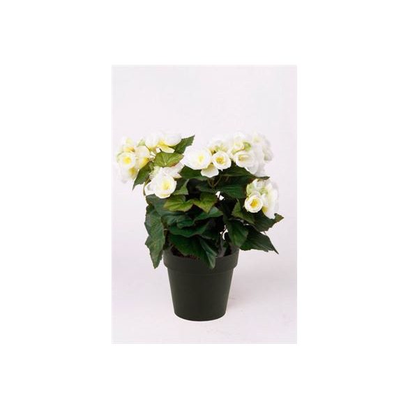Begonia bokor x9 29cm krém, fekete cserépben 11cm