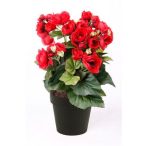 Begonia bokor x9 29cm piros, fekete cserépben 11cm