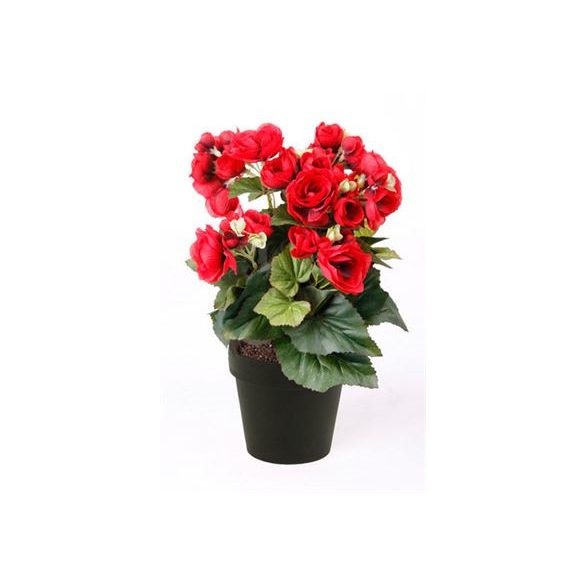 Begonia bokor x9 29cm piros, fekete cserépben 11cm