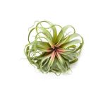 Tillandsia large 30cm - Zöld/rózsaszín