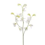 Lathyrus 3 szál 63cm krém