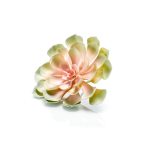 Echeveria 19cm - Barack